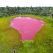 ¡Visita La Laguna Rosada, vida y color en Acacías!