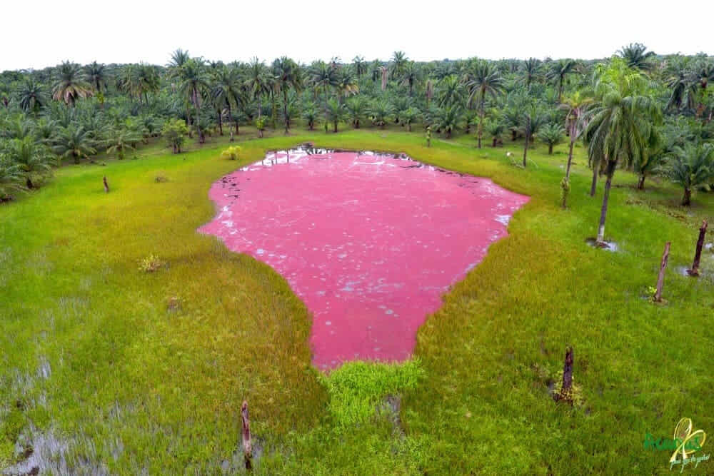 ¡Visita La Laguna Rosada, vida y color en Acacías!