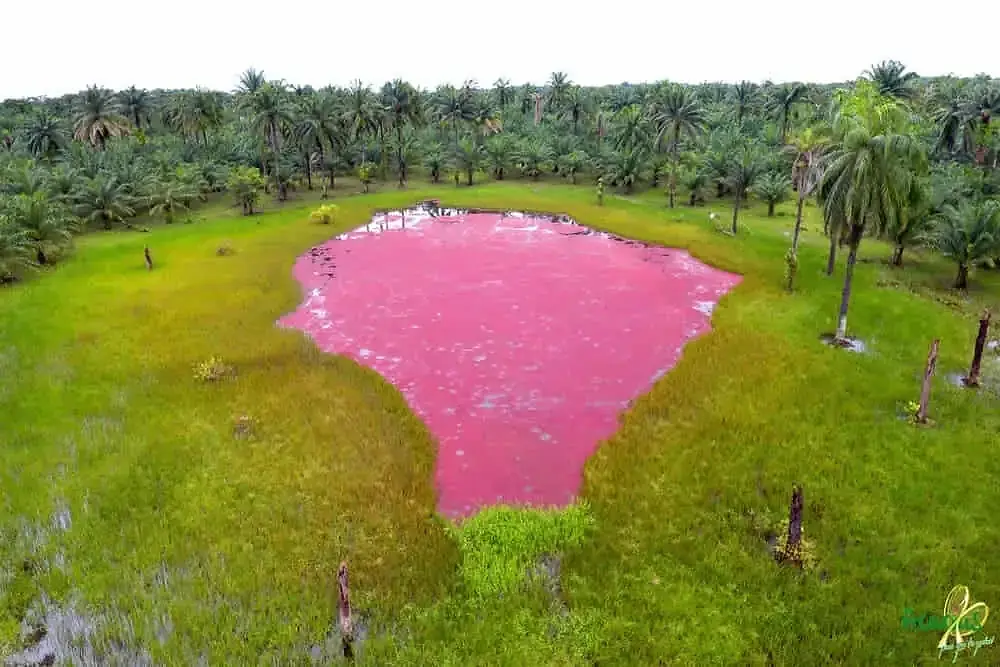 ¡Visita La Laguna Rosada, vida y color en Acacías!
