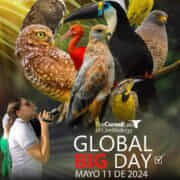 Acacías participará del GBD Colombia 2024.