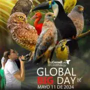 Acacías participará del GBD Colombia 2024.