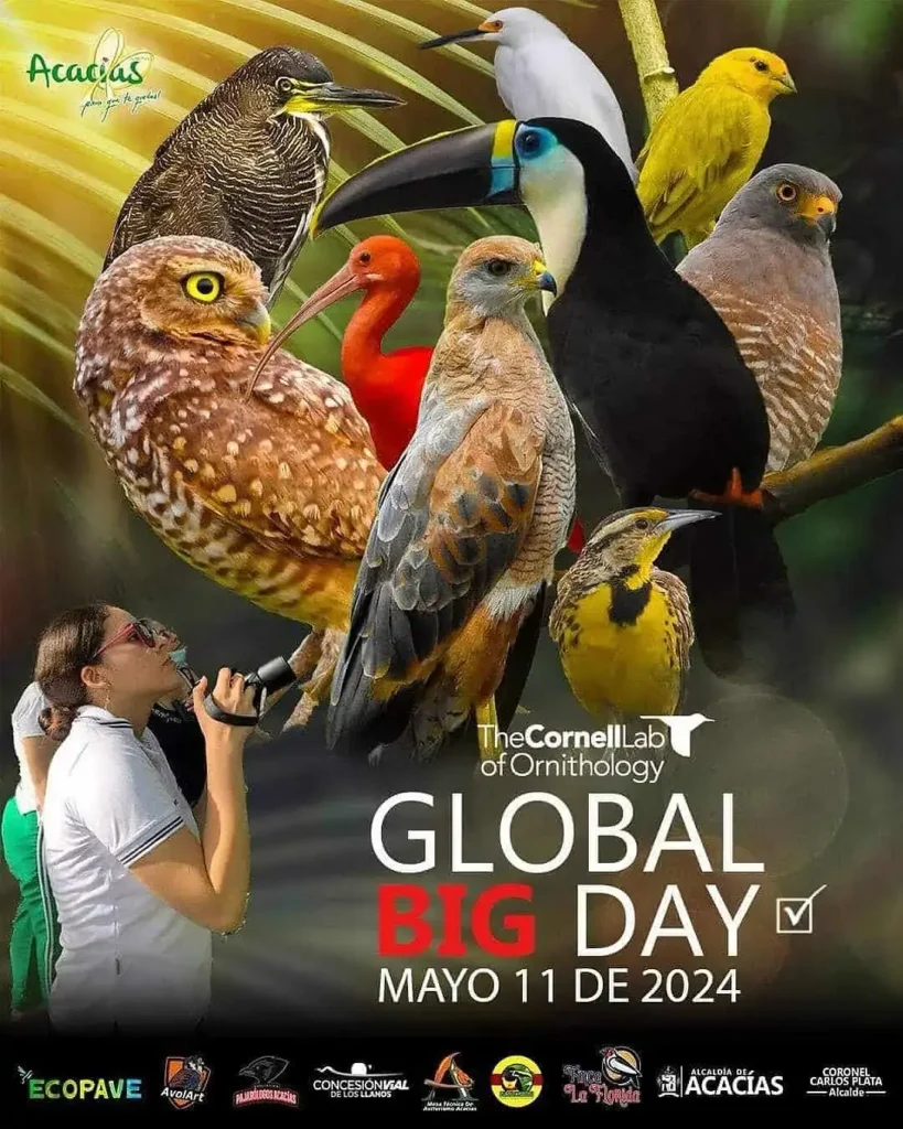 Acacías participará del GBD Colombia 2024.