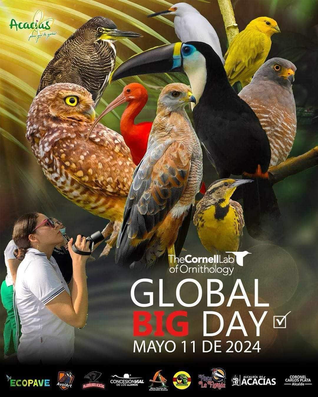 Acacías participará del GBD Colombia 2024.